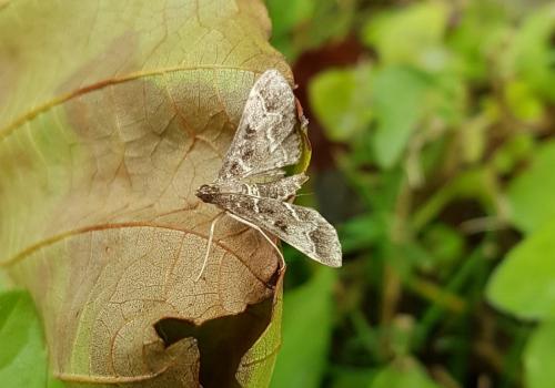 Réf. 214 290 : Duponchelia fovealis